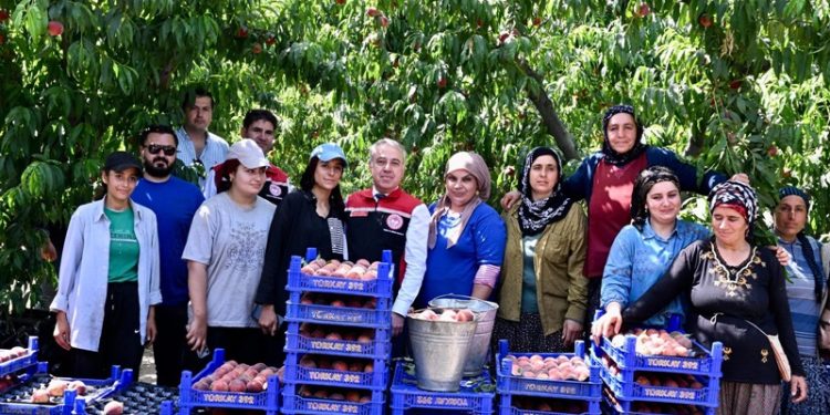 İzmir’den Dünyaya Şeftali