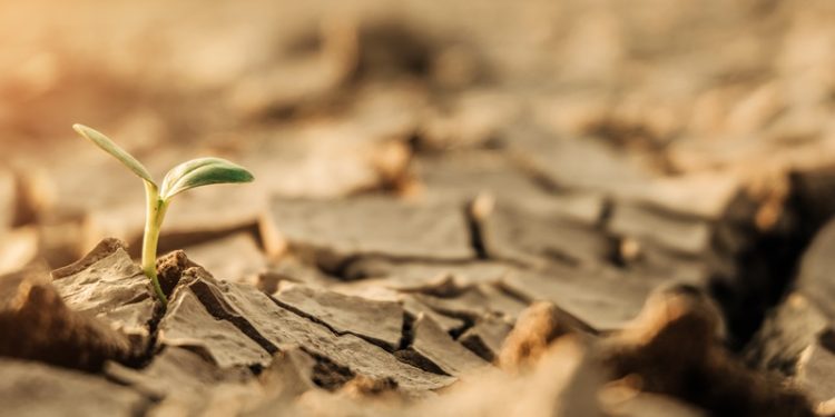 TEMA Vakfı’ndan toprak için Bir olma çağrısı: “Sağlıklı Toprak, Sağlıklı Yaşam Demektir!”