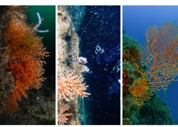 “Mercanların Senfonisi”