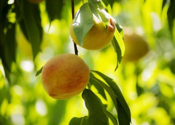 Şeftali ve nektarin ihracatı 250 milyon dolara koşuyor