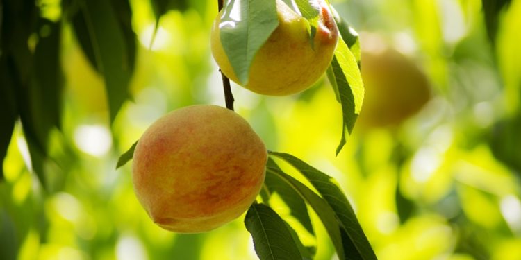 Şeftali ve nektarin ihracatı 250 milyon dolara koşuyor