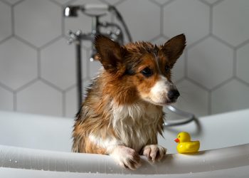 Köpekleri sık yıkamak mantar enfeksiyonuna davetiye çıkarıyor!