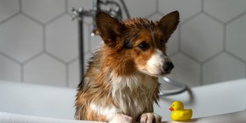 Köpekleri sık yıkamak mantar enfeksiyonuna davetiye çıkarıyor!