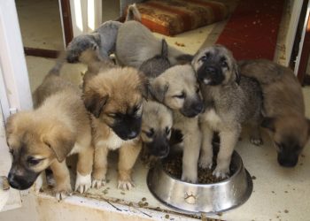 Cahide Vakfı’ndan ölüm yasasına tepki