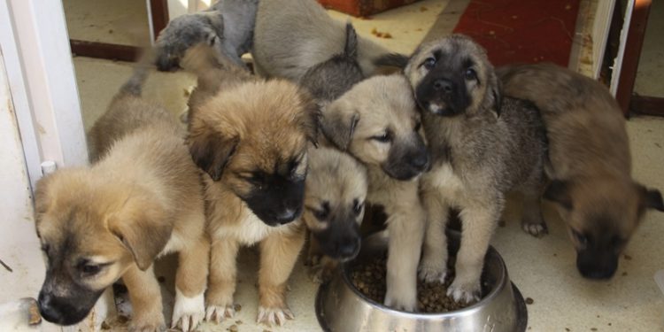 Cahide Vakfı’ndan ölüm yasasına tepki