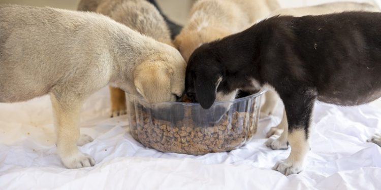 Mersinde mama üretimi de tüketimi de Kaşlı bakımevi’nde