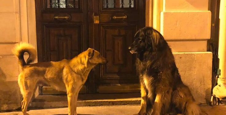 Avrupa Parlamentosu’ndan Türkiye Büyük Millet Meclisi’ne Sahipsiz Sokak Hayvanları için çağrı