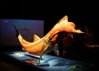 Gerçek hayvanların anatomi sergisi