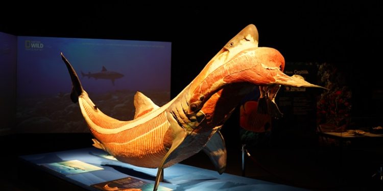 Gerçek hayvanların anatomi sergisi