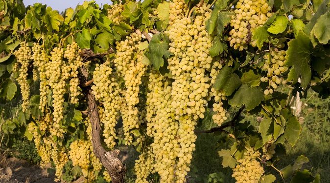 Sultani çekirdeksiz sofralık üzüm 25 Temmuz’da ihracat yolcusu