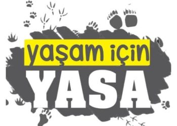 Hayvan hakkı savunucuları: Yasayı sokakta biz yazacağız!