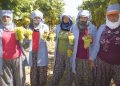 Superior Seedless çeşidi sofralık üzümün ihracat yolculuğu 11 Temmuz’da başladı