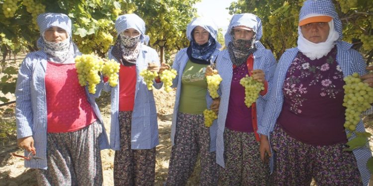 Superior Seedless çeşidi sofralık üzümün ihracat yolculuğu 11 Temmuz’da başladı