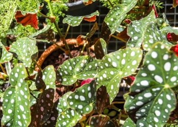 “Bitkiler ve Bitkileri Sevenler için Sıcak Toprak Sesleri”