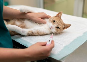 İstanbul’da artan giardia salgınına dikkat!