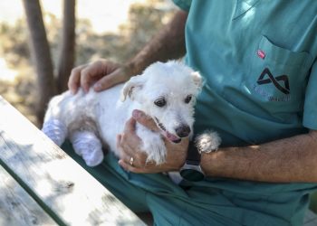 Mersinde iki ayağı kesilmiş “Şirin” Bakımevinde sağlığına kavuşturuldu