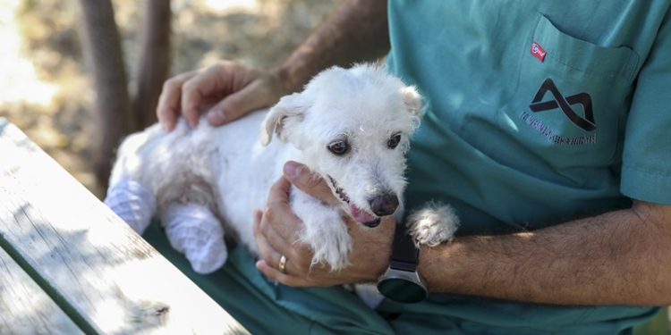 Mersinde iki ayağı kesilmiş “Şirin” Bakımevinde sağlığına kavuşturuldu