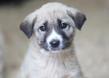 Muğla Büyükşehir’den Sokak hayvanları yararına müzayede