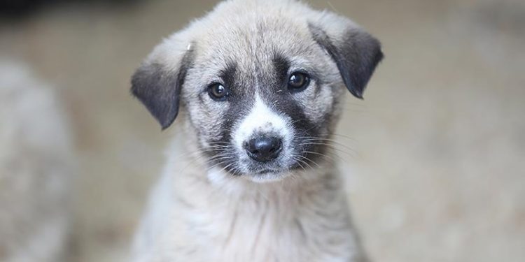 Muğla Büyükşehir’den Sokak hayvanları yararına müzayede