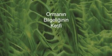Ağaçların gizli dilini ilk keşfeden ekolojist Suzanne Simard, bu sırları Anne Ağaç: Ormanın Bilgeliğinin Keşfi kitabında paylaşıyor