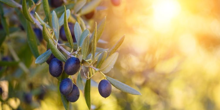 Sofralık zeytin ihracatı 200 milyon dolara koşuyor