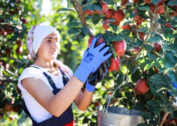Elma ve elma suyu ihracatı 321 milyon dolara ulaştı