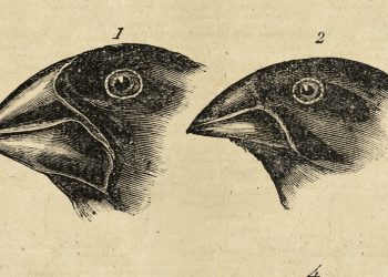Charles Darwin’in sonu evrim teorisine varan zihinsel yolculuğunun kapılarını açan   Beagle’ın Yolculuğu   Can Yayınları’ndan çıktı