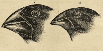 Charles Darwin’in sonu evrim teorisine varan zihinsel yolculuğunun kapılarını açan   Beagle’ın Yolculuğu   Can Yayınları’ndan çıktı