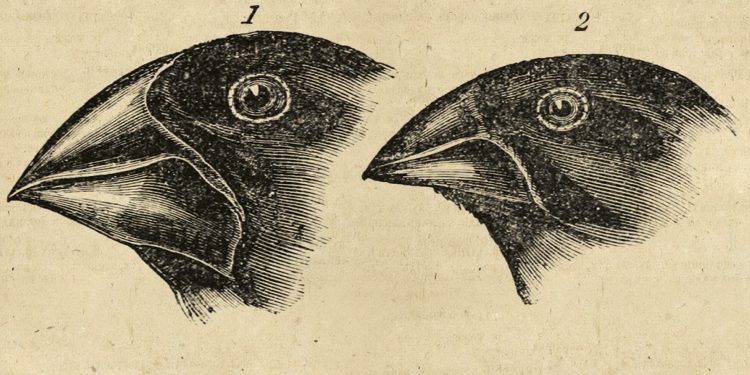 Charles Darwin’in sonu evrim teorisine varan zihinsel yolculuğunun kapılarını açan   Beagle’ın Yolculuğu   Can Yayınları’ndan çıktı