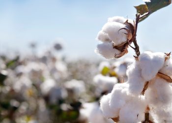 Türkiye, Dünya Pamuk Günü’nde Söke Pamuğunun başarısını kutluyor