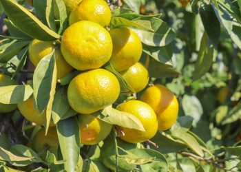 Satsuma mandalinanın ihracat yolculuğu 18 Ekim’de başlıyor