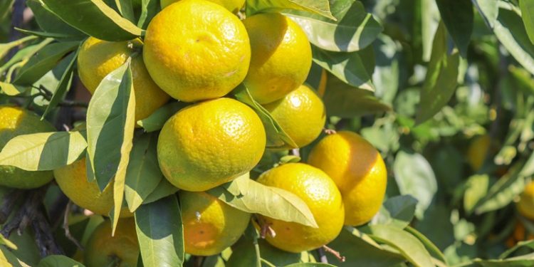 Satsuma mandalinanın ihracat yolculuğu 18 Ekim’de başlıyor