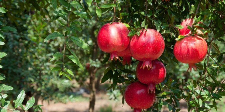 İhracatta nar bereketi