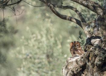 Zeytinin okuluna davet!