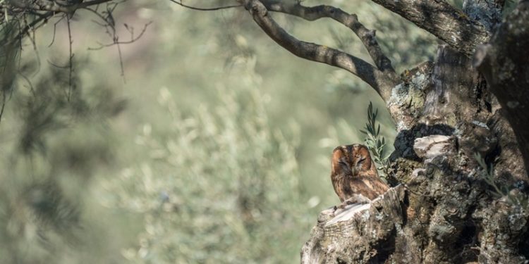 Zeytinin okuluna davet!