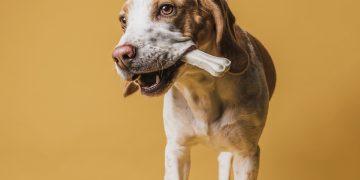 Veteriner Hekim Uğur Selin Çelikten : “Köpeklere Kemik Yedirmeyin!”