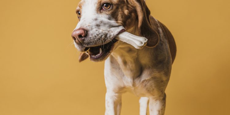 Veteriner Hekim Uğur Selin Çelikten : “Köpeklere Kemik Yedirmeyin!”