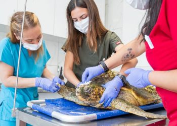 İzmir’de 25 bin hayvan kısırlaştırıldı, bin 200’ü sıcak yuvaya kavuştu