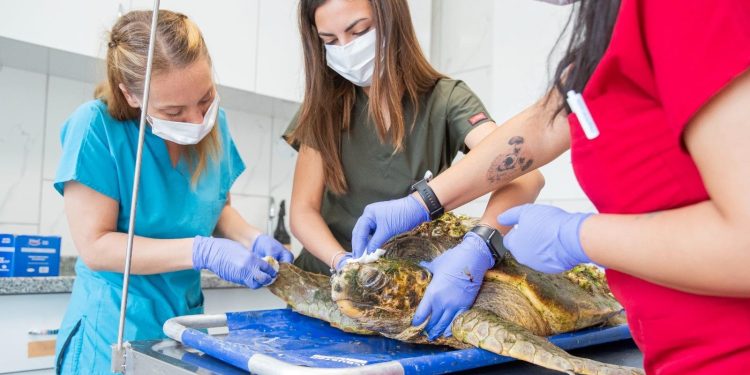 İzmir’de 25 bin hayvan kısırlaştırıldı, bin 200’ü sıcak yuvaya kavuştu