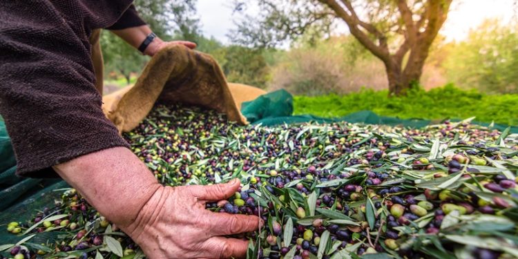 Zeytinin bereketi “OLIVEtoLIVE” ile kadraja girecek