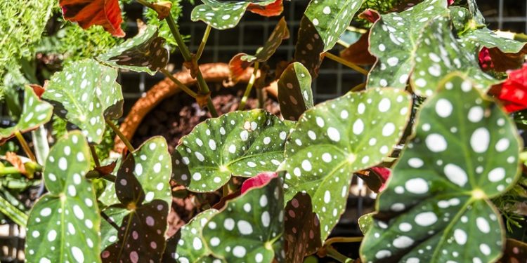 Fulya Uçanok ses enstalasyonu