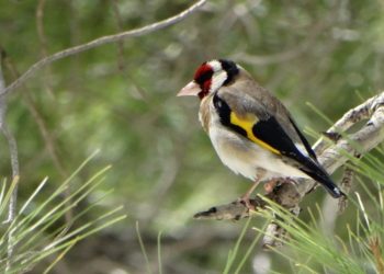 Suriyeli mülteciler Türkiye’de insanlık dışı yöntemlerle Saka Kuşu avlıyor