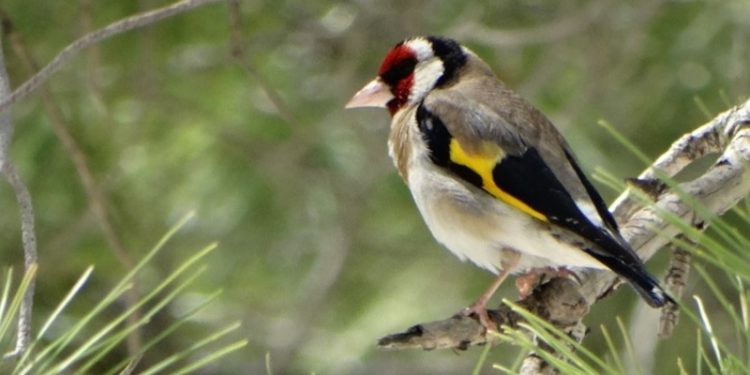 Suriyeli mülteciler Türkiye’de insanlık dışı yöntemlerle Saka Kuşu avlıyor