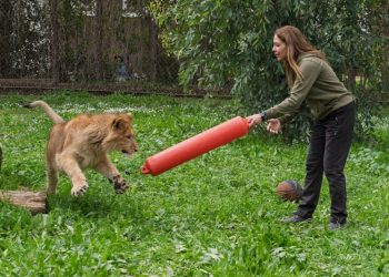 İzmir’de bir çiftlikten kurtarılan yavru aslan koruma altına alındı
