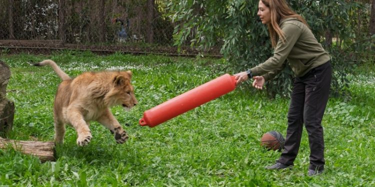 İzmir’de bir çiftlikten kurtarılan yavru aslan koruma altına alındı