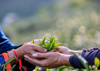 TEMA Vakfı: Ormanları ve su varlıklarını korumak artık bir tercih değil, zorunluluk