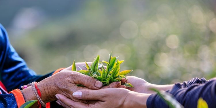 TEMA Vakfı: Ormanları ve su varlıklarını korumak artık bir tercih değil, zorunluluk