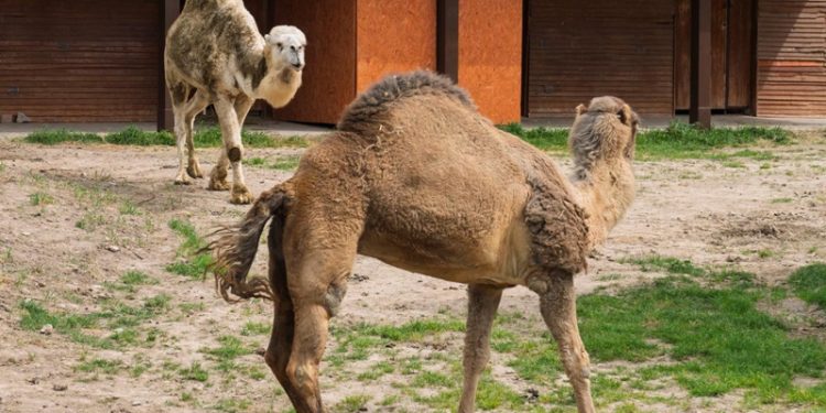 Can yoldaşı oldular