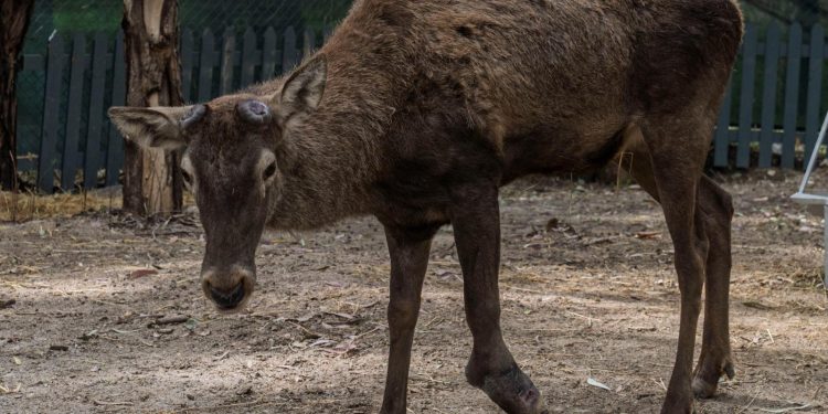 Yaralı olarak fabrikaya sığınan geyik emin ellerde