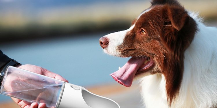 Gençlerin yüzde 57’si birden fazla patili dostla yaşıyor, seyahate onlarla çıkıyor!